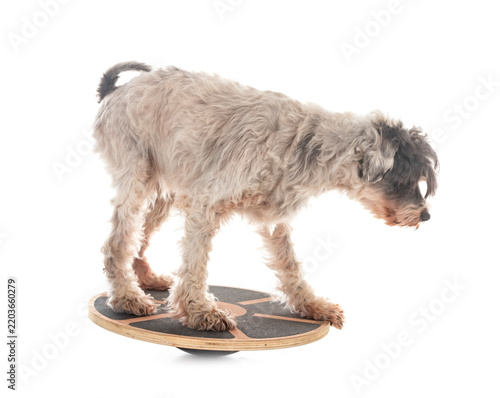 old tibetan terrier