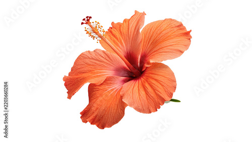 Beautiful single bright orange hibiscus tropical flower isolated on transparent background