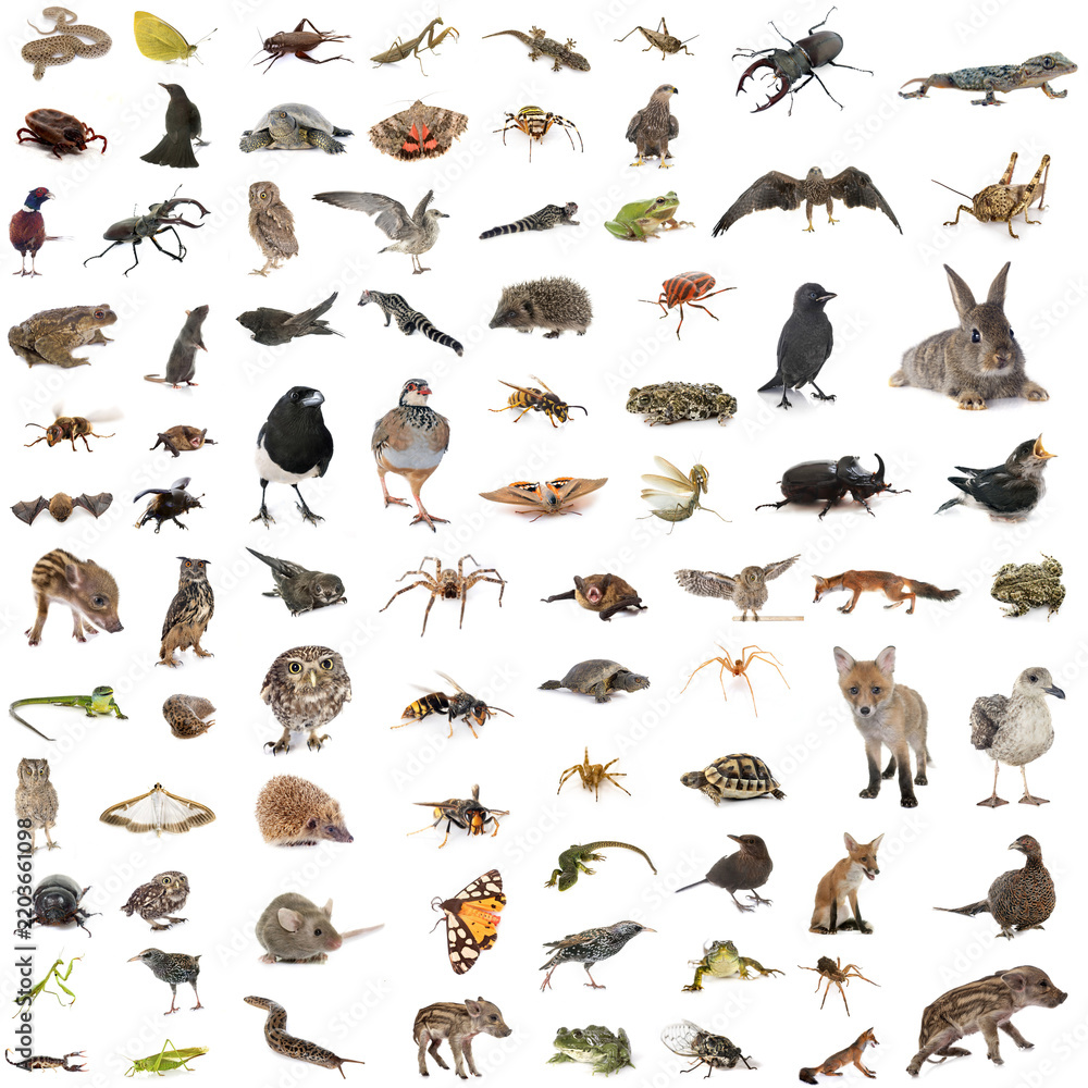 Fototapeta premium european wildlife in studio