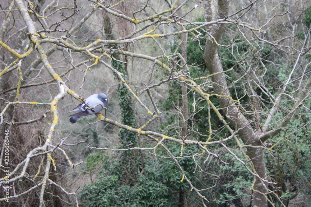 Fototapeta premium bird on a tree