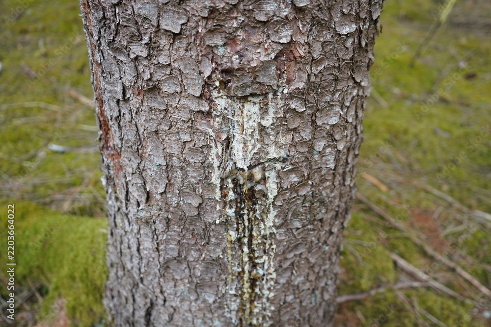 Fototapeta premium Resin oozing from a spruce trunk. Gundelshausen – Bavaria, Germany.
