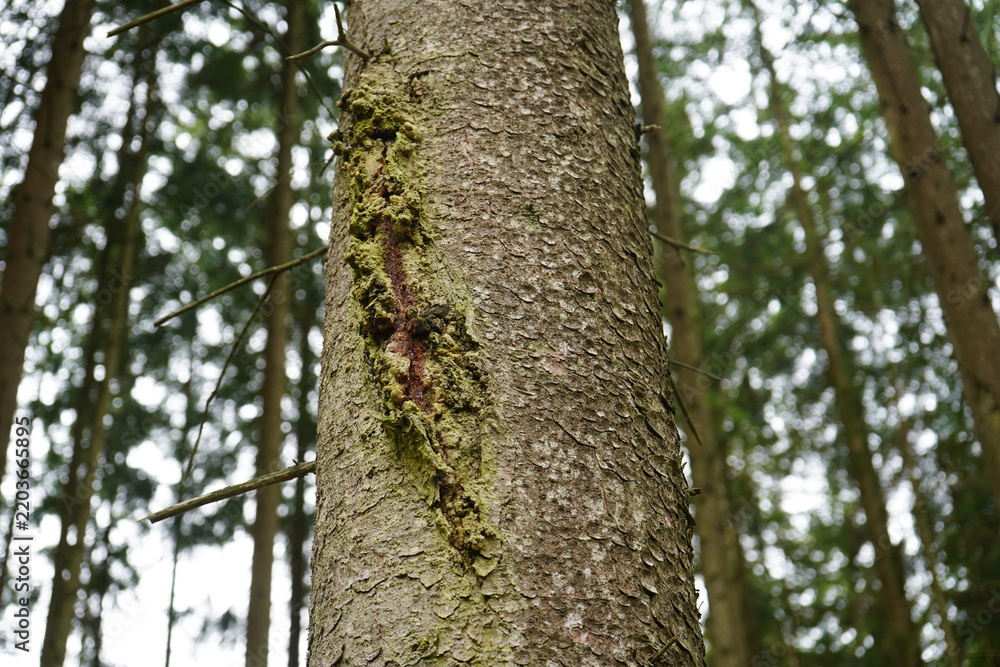 Fototapeta premium Resin oozing from a spruce trunk. Gundelshausen – Bavaria, Germany.