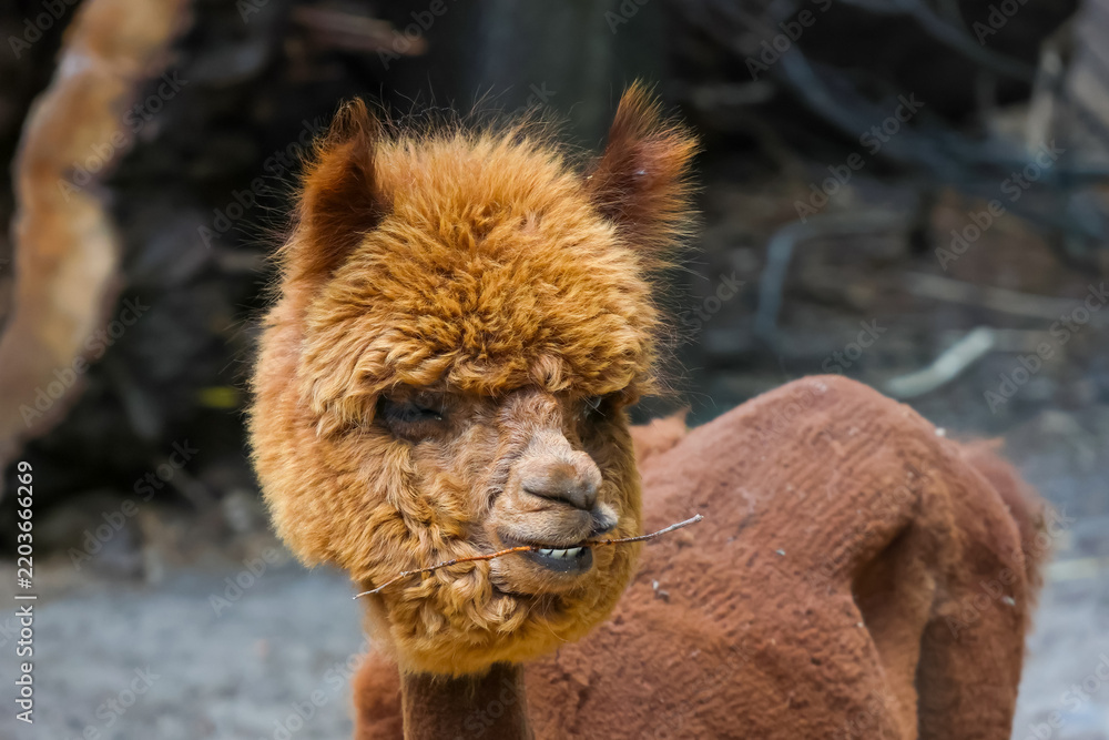 Obraz premium Curious Alpaca Portrait with Rustic Charm - Nature's Unique Grazers for Animal Lovers
