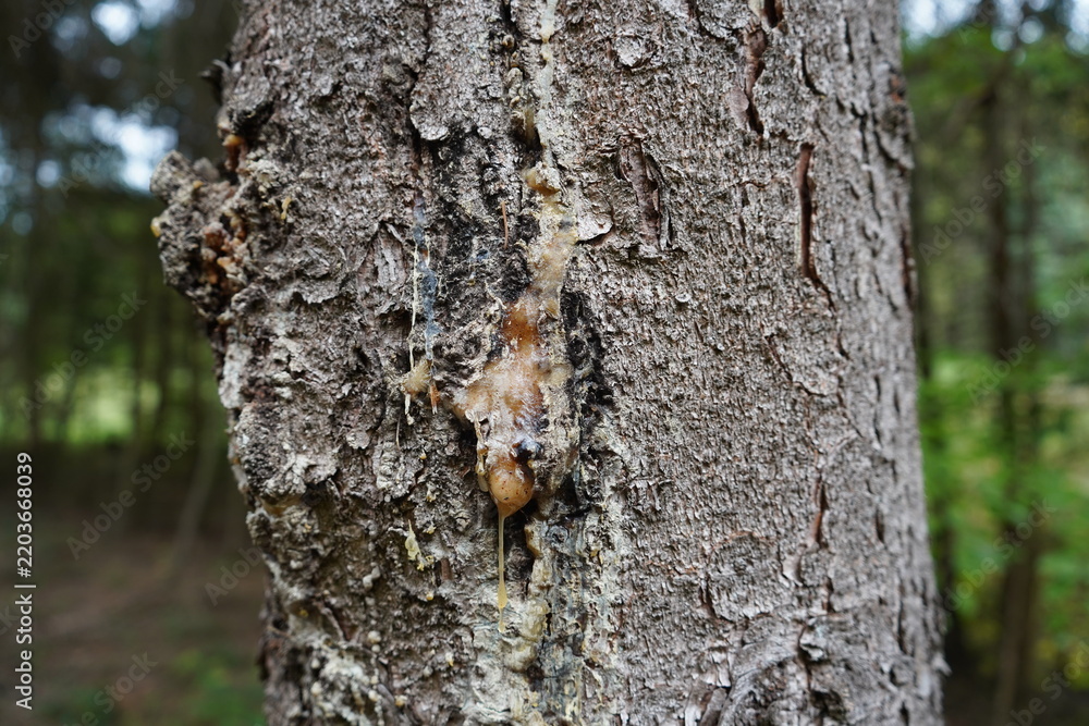 Fototapeta premium Resin oozing from a spruce trunk. Gundelshausen – Bavaria, Germany.