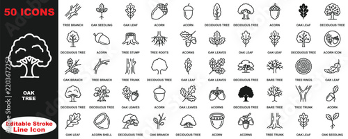 Fifty oak tree icons set featuring detailed of leaves, branches, acorns, sprouts, and tree trunks in line style