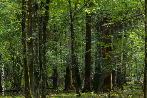 Foto Bialowieza Forest primeval trees creating dense green canopy