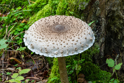 Parasol mushroom growing in green forest moss