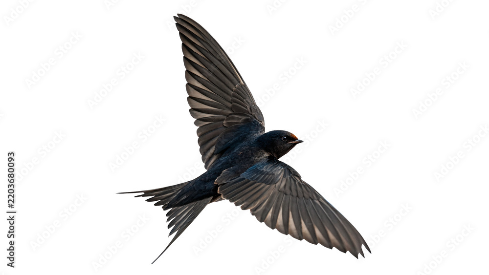 Obraz premium Small wild swallow bird flying in flight isolated on transparent background