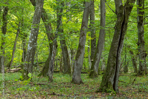 Bialowieza Forest ancient woodland with primeval trees
