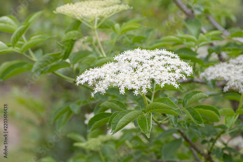 Elderflower / blossoms of sambucus nigra