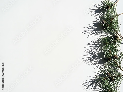 Green pine tree branches with cones casting sharp shadows on white background with copy space