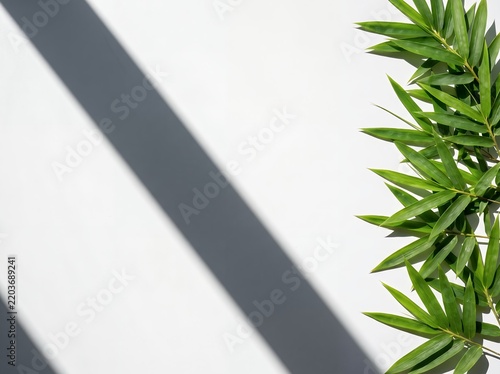 Green bamboo leaves on white background with sharp diagonal shadow and copy space