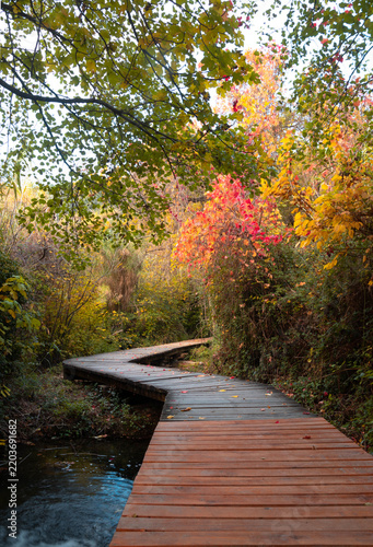 Winding wooden boardwalk path through colorful autumn forest, Krka National Park, Croatia