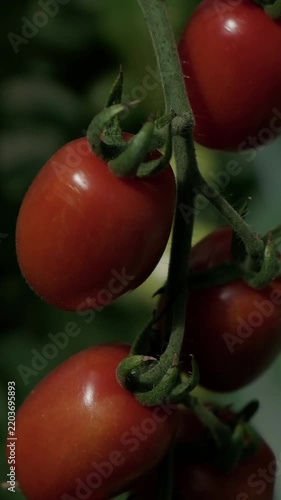 Vertical Slow Motion Video Of Camera Panning Down Red Cherry Tomatoes On Vine