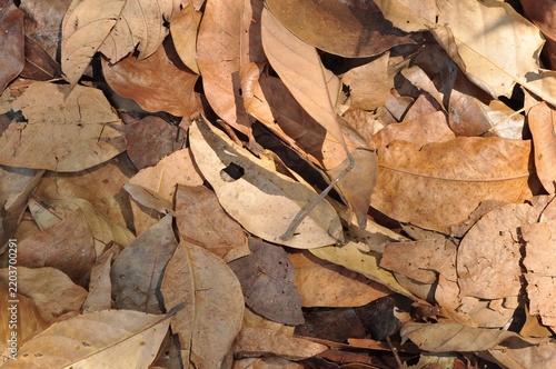 Dry fallen leaves covering the ground in autumn forest