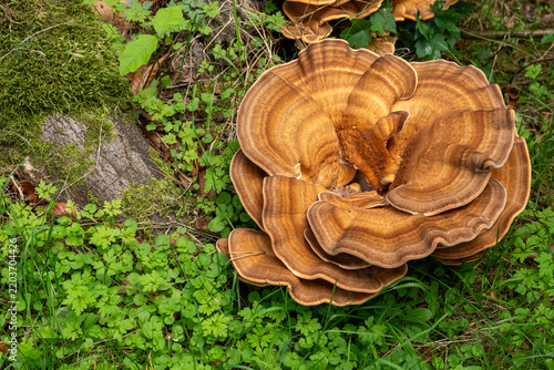 Layered Bracket Fungus Growing at Base of Mossy Tree