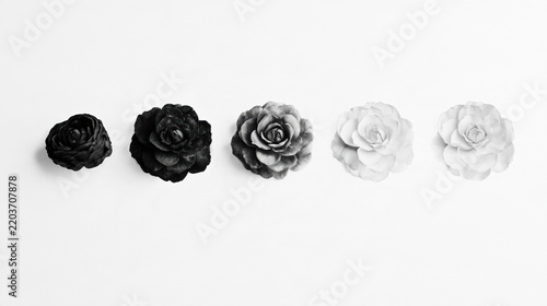Rose fading illustration gradient black white concept disappearing flower sketch watercolor memory time sequence