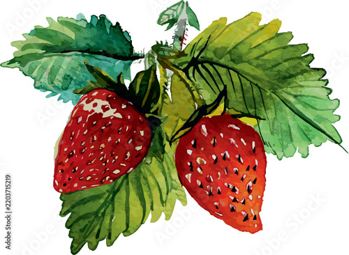 Watercolor Strawberries with Leaves Isolated