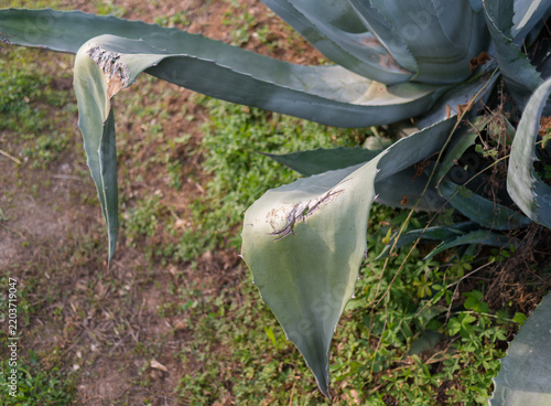 Quadro su tela feuilles cassées d'agave