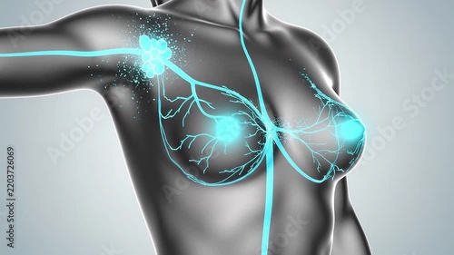 3D medical animation of female lymphatic system in breast and armpit. Woman body anatomy with glowing lymph nodes and vessels. Breast cancer awareness, health