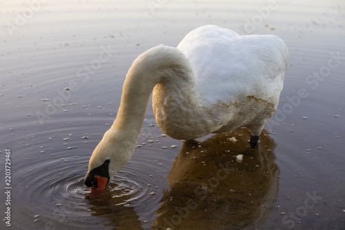 Принти на полотні White Mute Swan Drinking from Shallow Water in Warm Evening Light with Reflectio