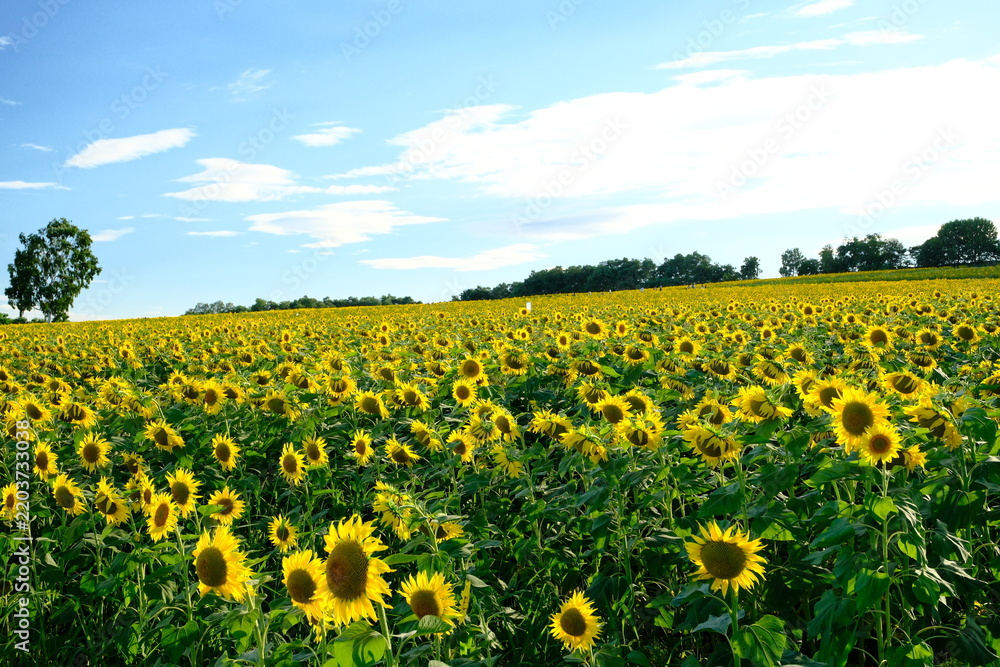 Fototapeta premium field of sunflowers Hokuryu Town, Hokkaido