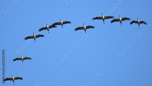 Fototapeta migratory birds