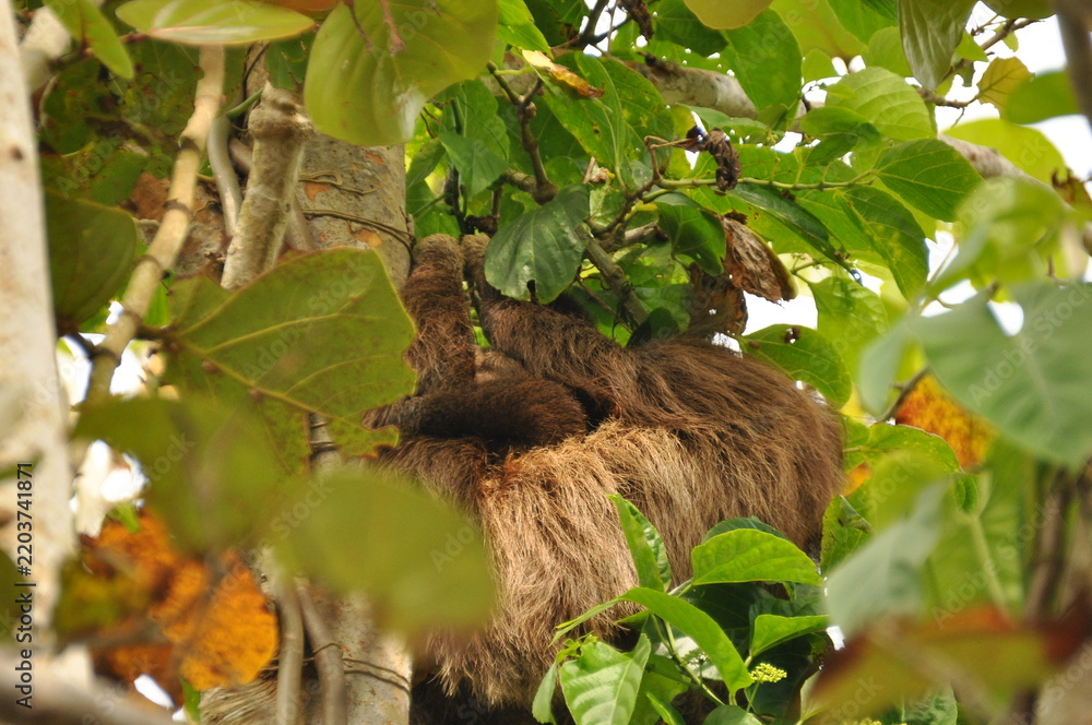 Fototapeta premium Two sloths resting high in a tree surrounded by green leaves in a tropical forest during daylight