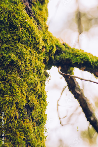 Lush Green Moss Covering a Tree Trunk in a Misty Forest