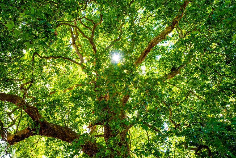 Obraz premium Sunlight shining through the dense green canopy of a mature tree in Holkham Park, Norfolk, creating a vibrant summer scene of twisting branches and foliage.