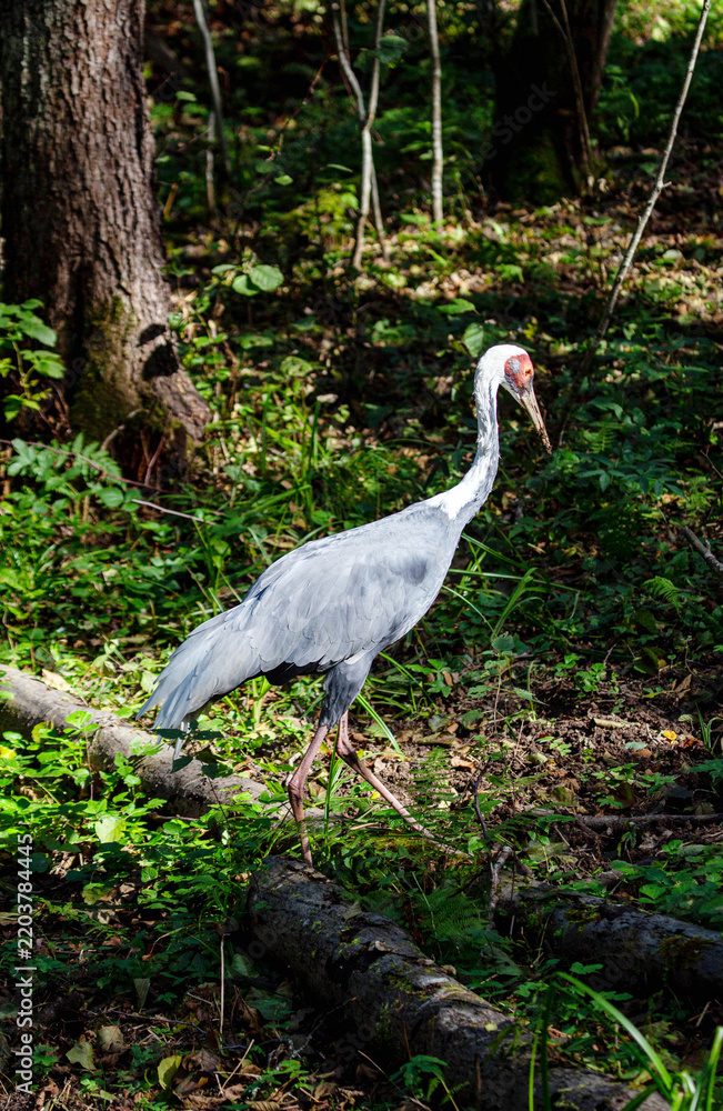 Obraz premium An Indian crane walks through the forest on a bright sunny day. Animals, birds, ornithology, ecology.