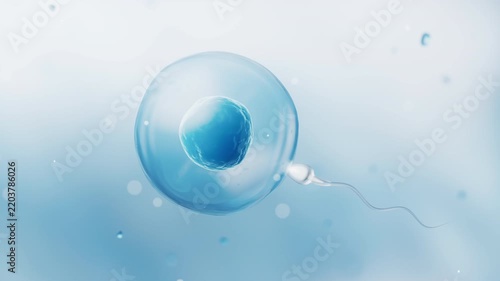 The union of sperm and an egg cell, 3d rendering.