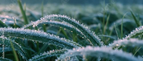 Panel kuchenny z motywem Closeup of frost-covered green grass blades in morning