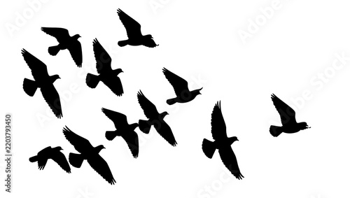 Flock of black birds in silhouette flying, isolated on transparent background