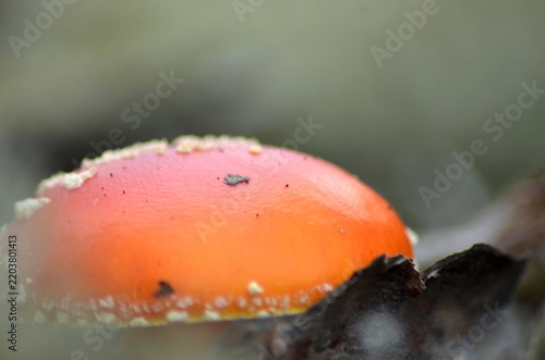 Foto A beautiful macro shot of a bright red amanita muscaria mushroom cap with small white spots growing in a forest