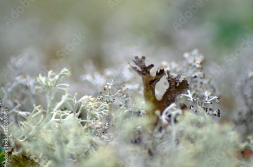 A detailed macro shot of branched white reindeer moss growing in a wild wood. A beautiful structured backdrop capturing detailed cladonia lichen texture and northern forest wilderness.