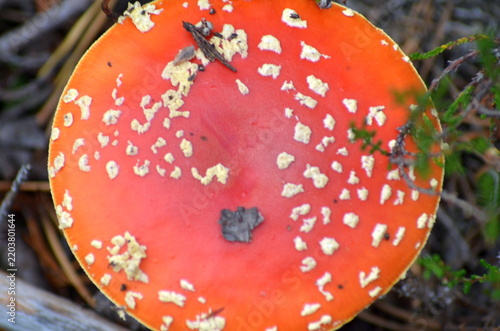 Foto A beautiful macro shot looking down at a bright red amanita muscaria mushroom cap with white spots in a forest