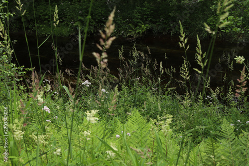 Lush green wild grass and ferns growing along a riverbank on Hareid island, Norway. Scenic view of a calm river reflecting green trees with wild shoreline vegetation in summer.
