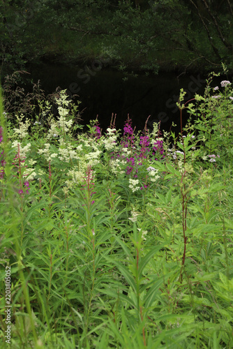 Wild pink fireweed and white meadowsweet flowers blooming on a riverbank in Hareid, Norway. Beautiful contrast of pink chamerion angustifolium and white filipendula ulmaria by the quiet creek.