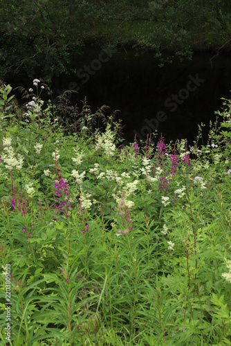 Wild pink fireweed and white meadowsweet flowers blooming on a riverbank in Hareid, Norway. Beautiful contrast of pink chamerion angustifolium and white filipendula ulmaria by the quiet creek.