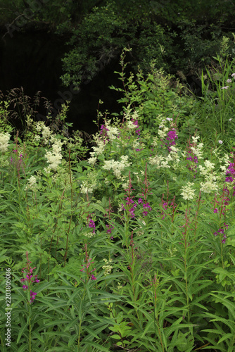 Wild pink fireweed and white meadowsweet flowers blooming on a riverbank in Hareid, Norway. Beautiful contrast of pink chamerion angustifolium and white filipendula ulmaria by the quiet creek.