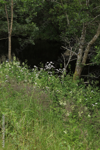 Lush green forest riverbank with wild white flowers and trees on Hareid island, Norway. Scenic summer landscape featuring a quiet creek with dark water and dense shore vegetation.