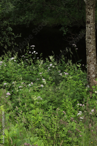 Lush green forest riverbank with wild white flowers and trees on Hareid island, Norway. Scenic summer landscape featuring a quiet creek with dark water and dense shore vegetation.