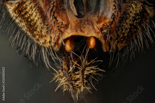 Macro micrograph of housefly mouthparts detailing hairy labellum structure, 
bright orange maxillary palps with chemoreceptors, and dense sensory bristles on the insect chitin cuticle face
