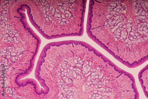 Canine esophagus tissue micrograph for veterinary science education showing branching lumen starburst pattern with submucosal glands and Hematoxylin and Eosin stain. 10x