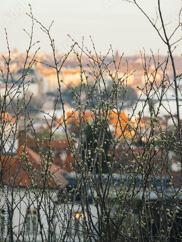 Photography Budding branches frame Prague skyline at dawn