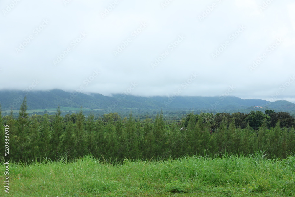 Obraz premium Row of pine trees with misty mountains