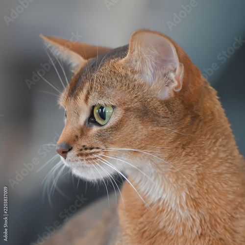 Allphotokz Cats 20250420 2607 Z9 S++