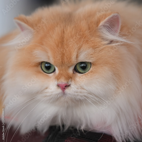 Allphotokz Cats 20251122 2822 Z9 S++
