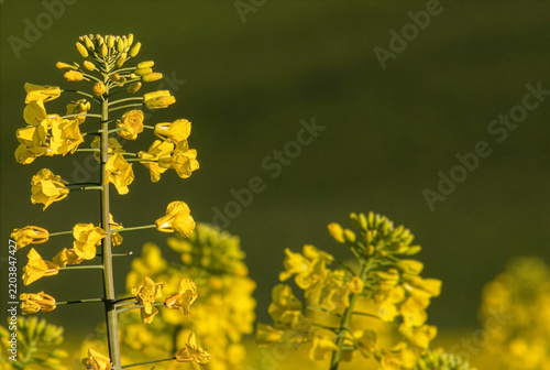 Obraz na płótnie fleur de colza
